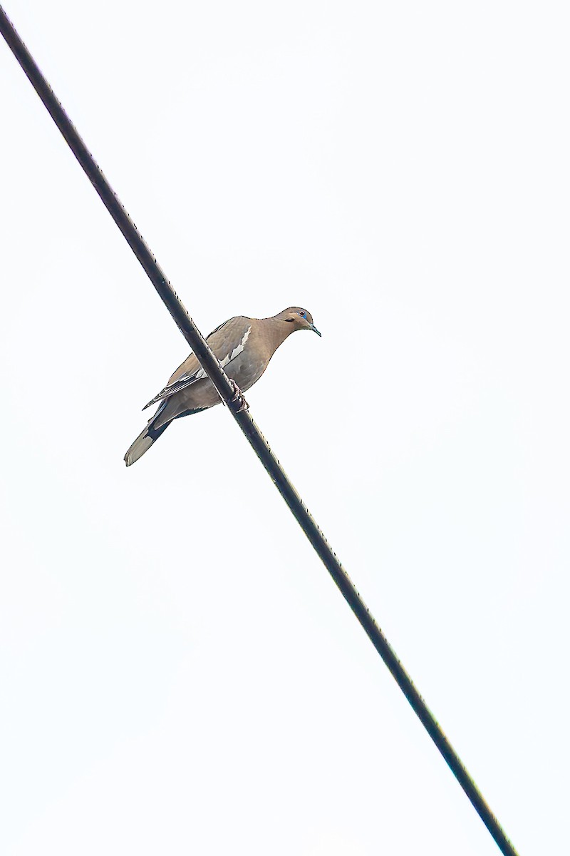 White-winged Dove - ML643293730