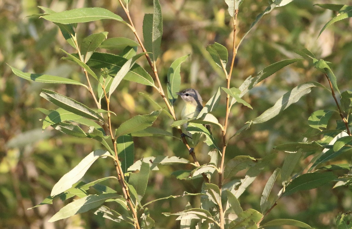 Philadelphia Vireo - ML643293742