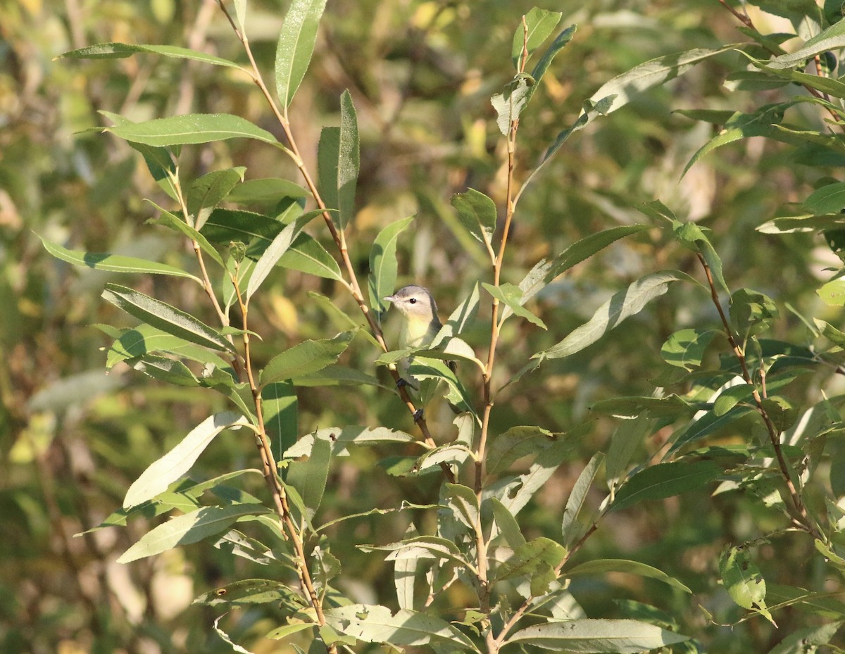 Philadelphia Vireo - ML643293743