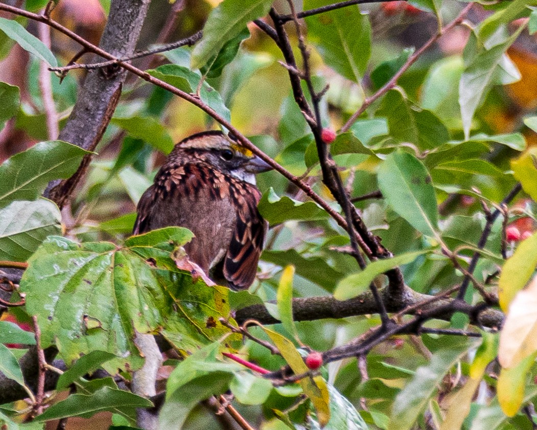 White-throated Sparrow - ML643293747