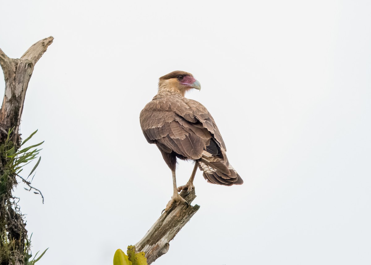 Crested Caracara - ML643293748
