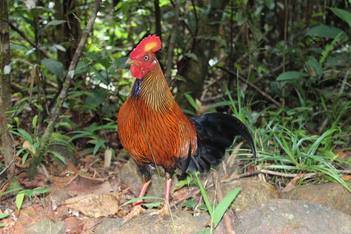 Sri Lanka Junglefowl - ML643293763