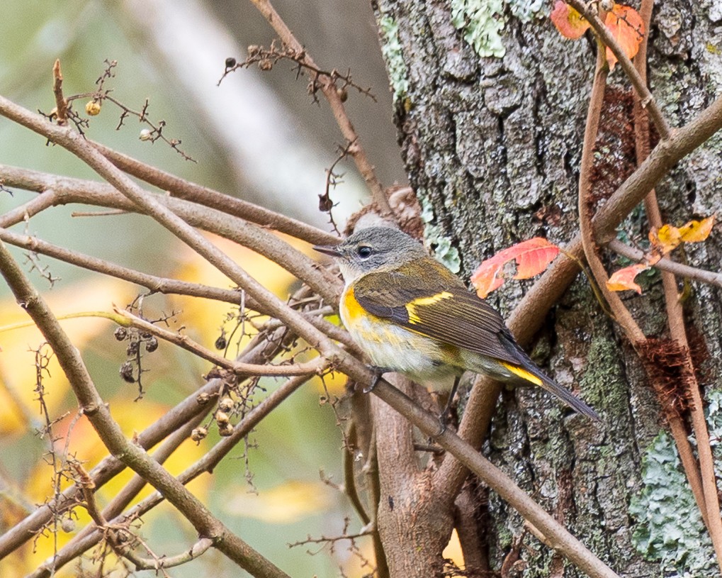 American Redstart - ML643293767