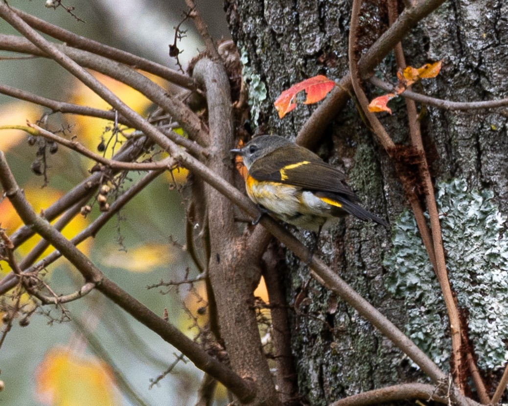 American Redstart - ML643293768