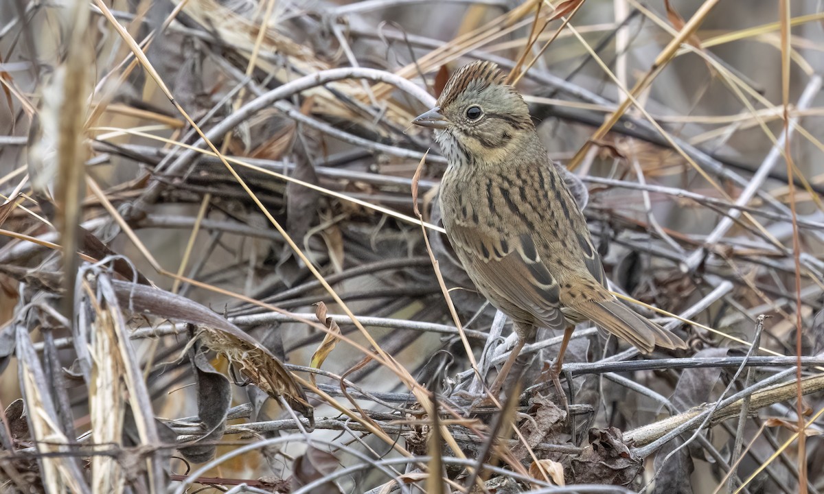 Lincoln's Sparrow - ML643293769