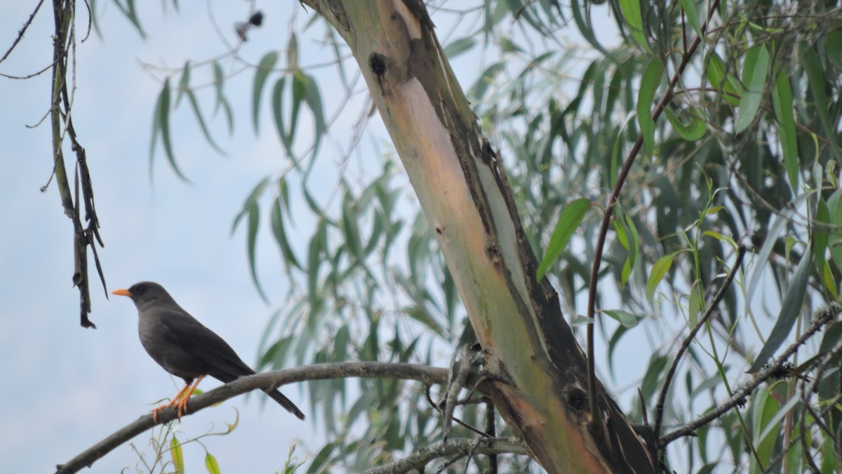 Great Thrush - ML643293782