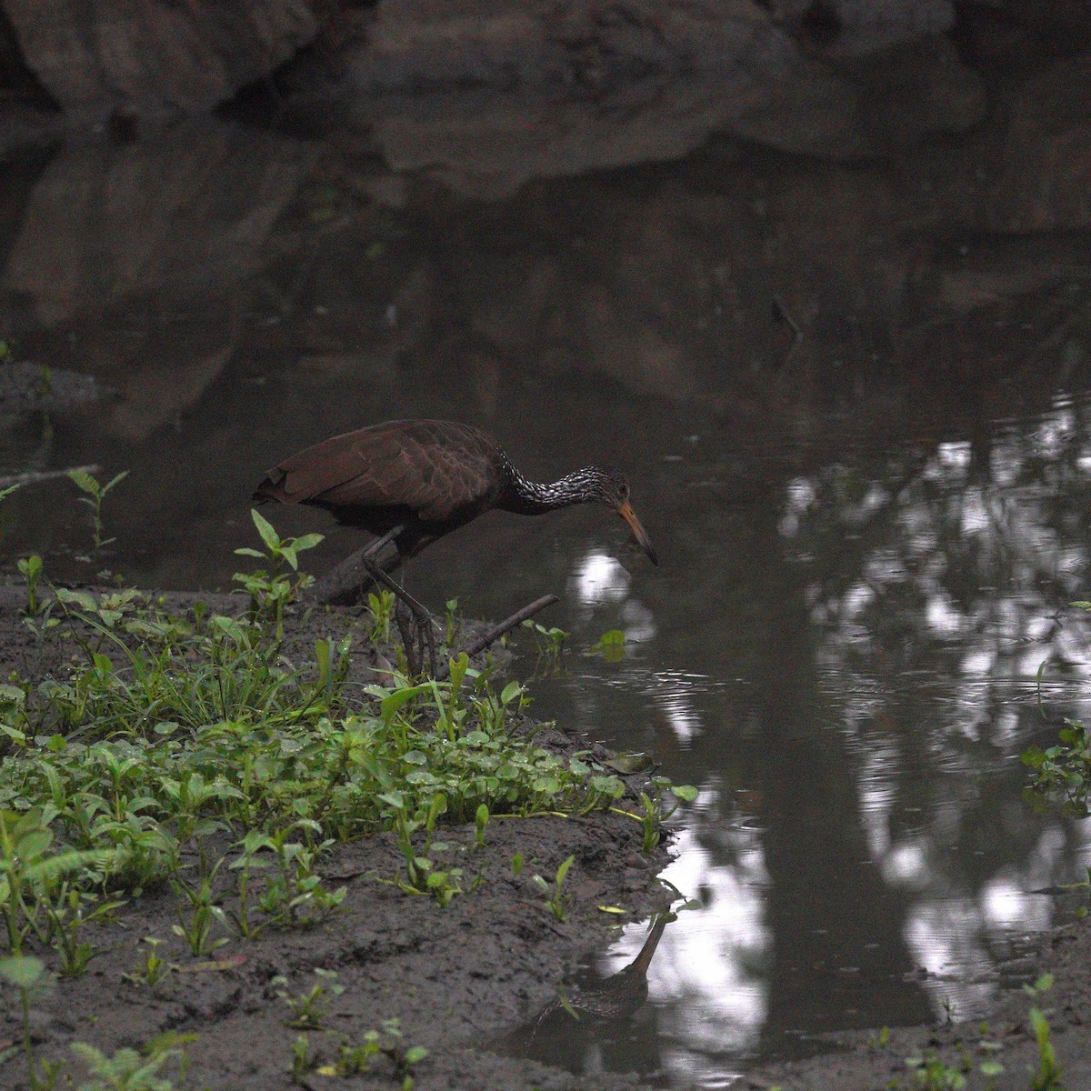 Limpkin - ML643293792