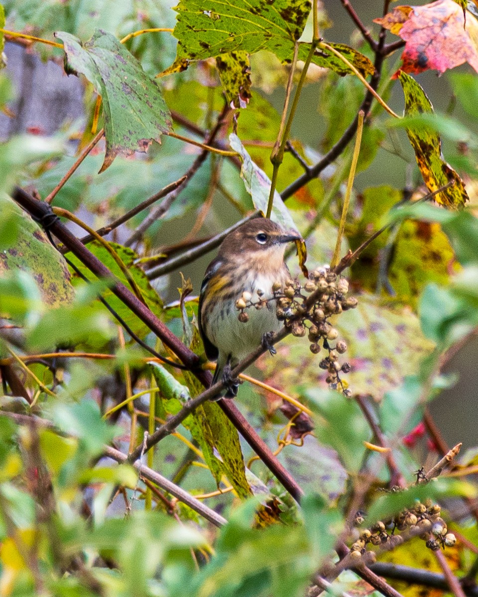 Yellow-rumped Warbler - ML643293793