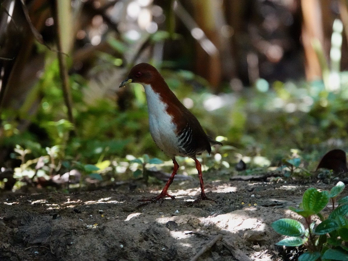 Red-and-white Crake - ML643293796