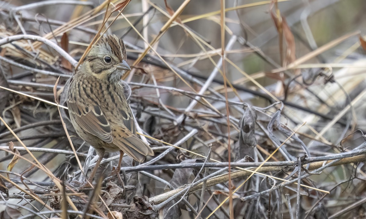 Lincoln's Sparrow - ML643293809