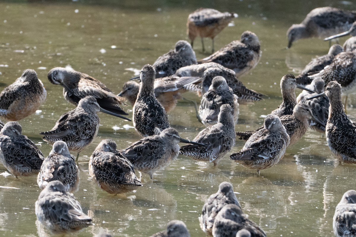 Long-billed Dowitcher - ML643293812