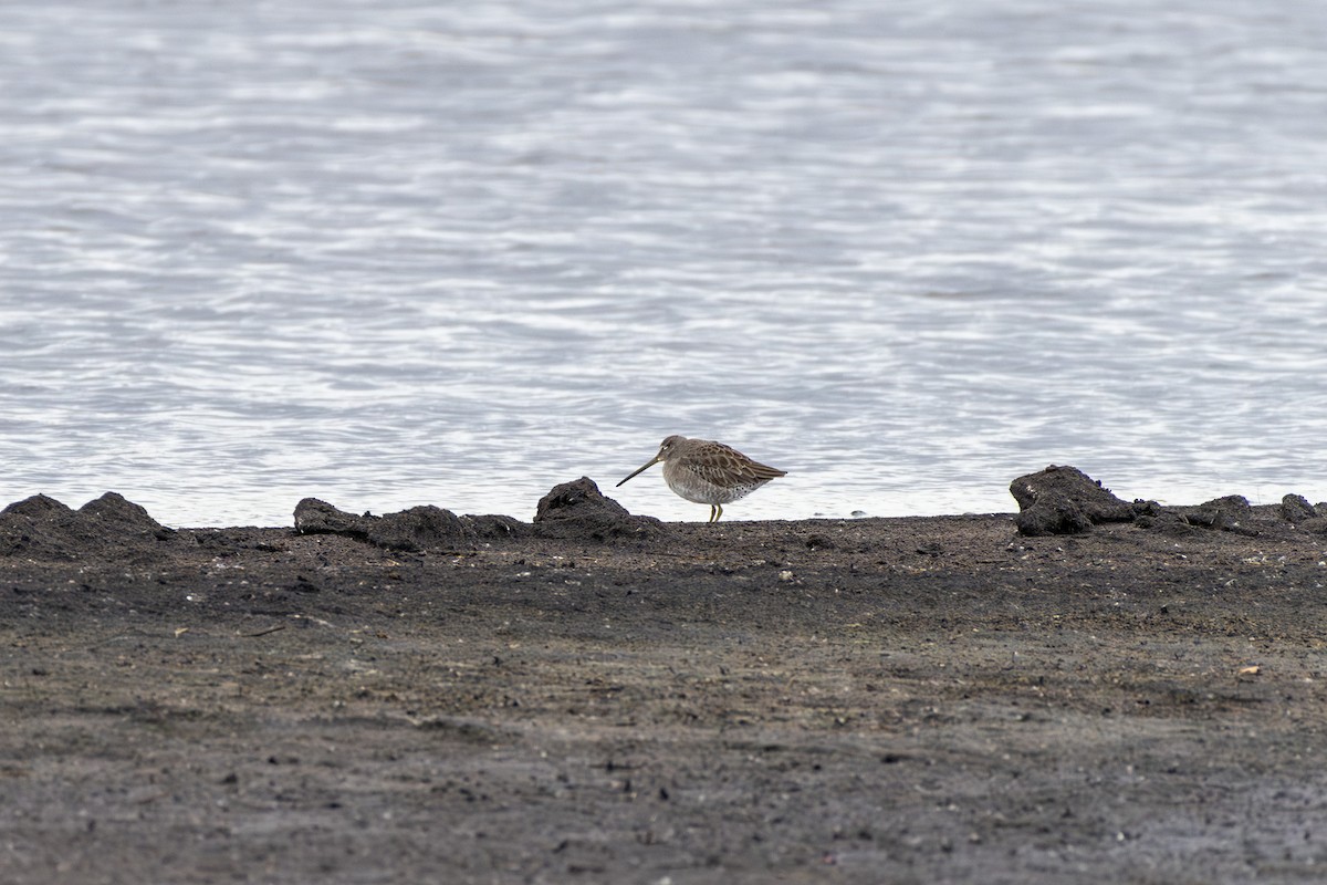 Long-billed Dowitcher - ML643293821