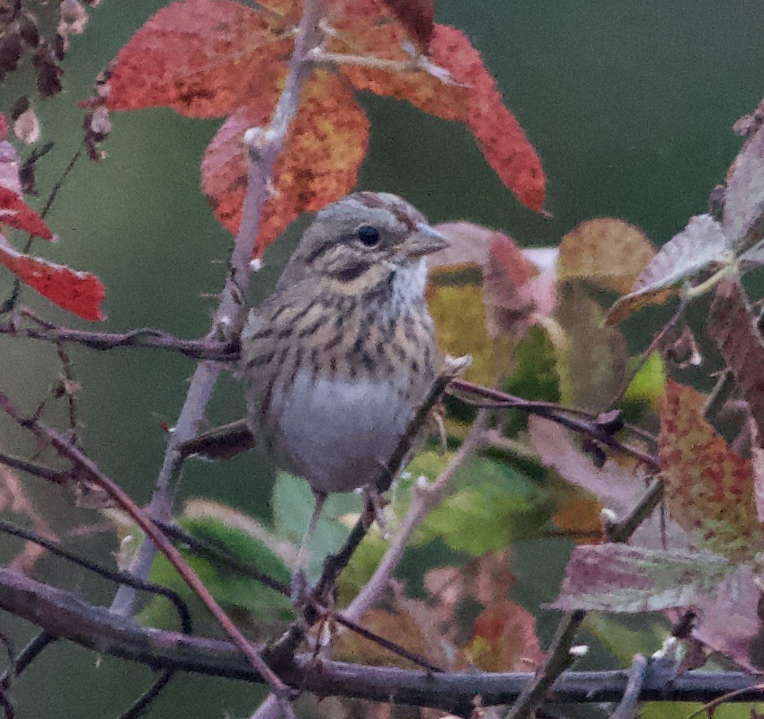 Lincoln's Sparrow - ML643293830