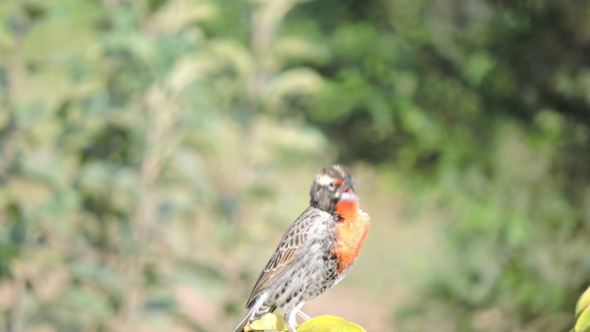 Peruvian Meadowlark - ML643293832
