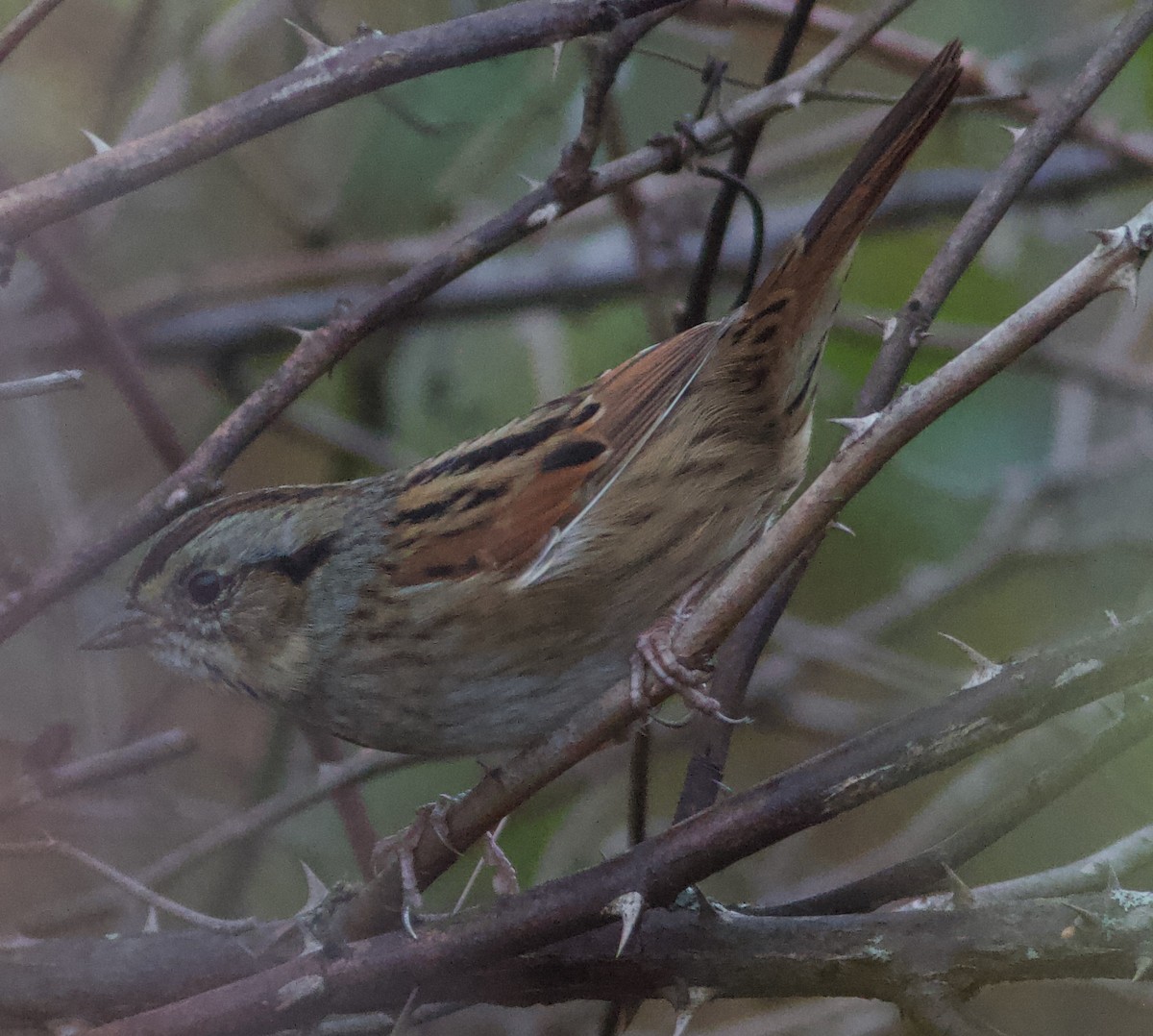 Swamp Sparrow - ML643293855