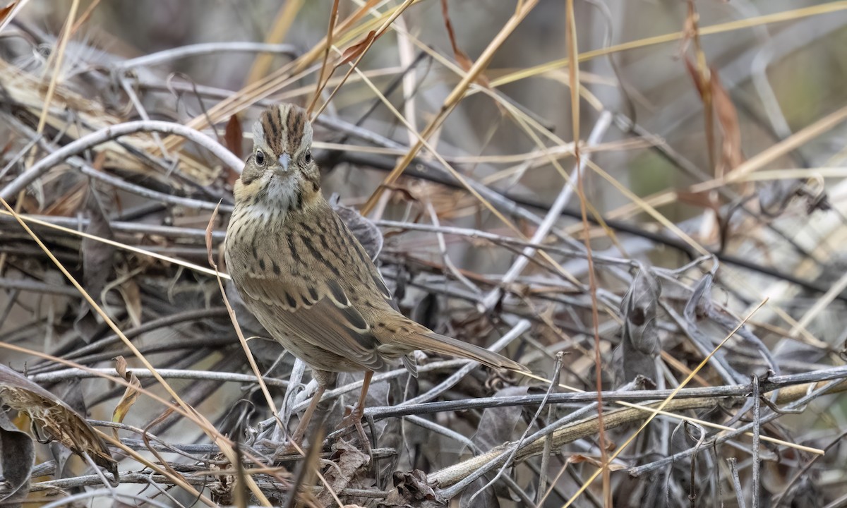 Lincoln's Sparrow - ML643293860