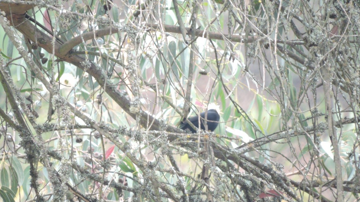 Scrub Blackbird - ML643293866