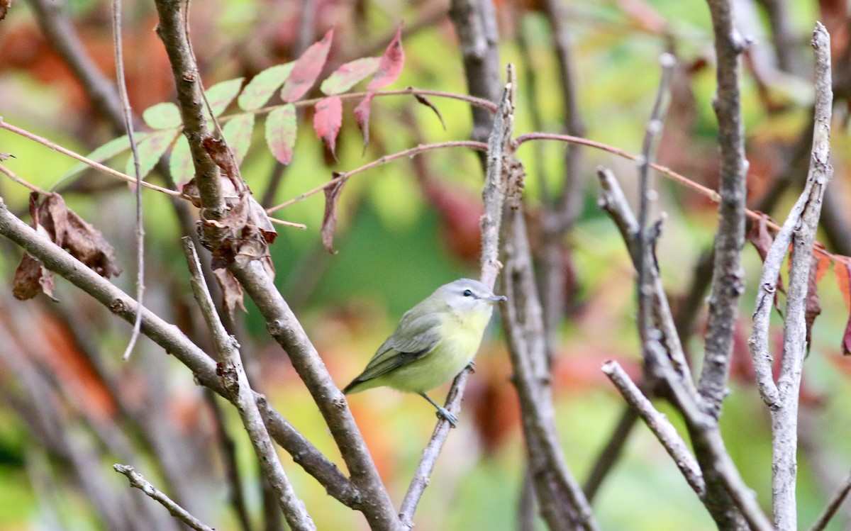 Philadelphia Vireo - ML643293876