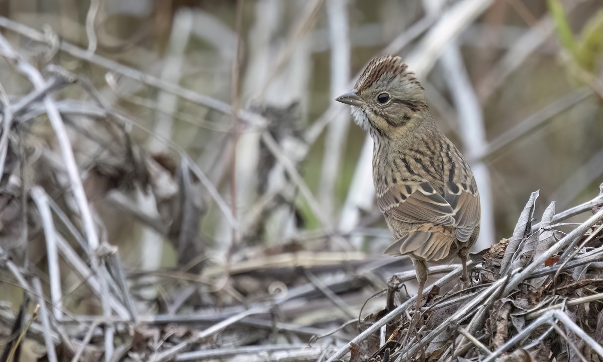 Lincoln's Sparrow - ML643293877