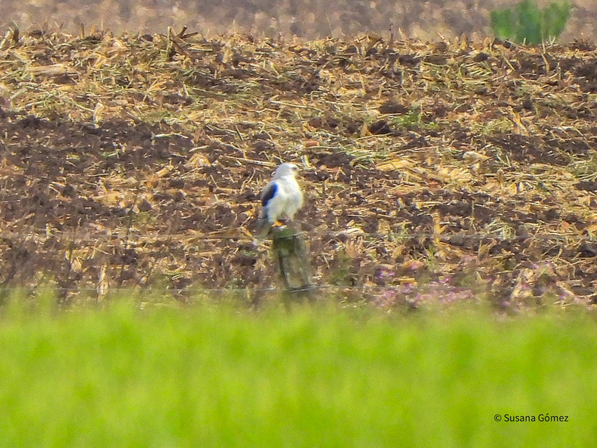 White-tailed Kite - ML643293888