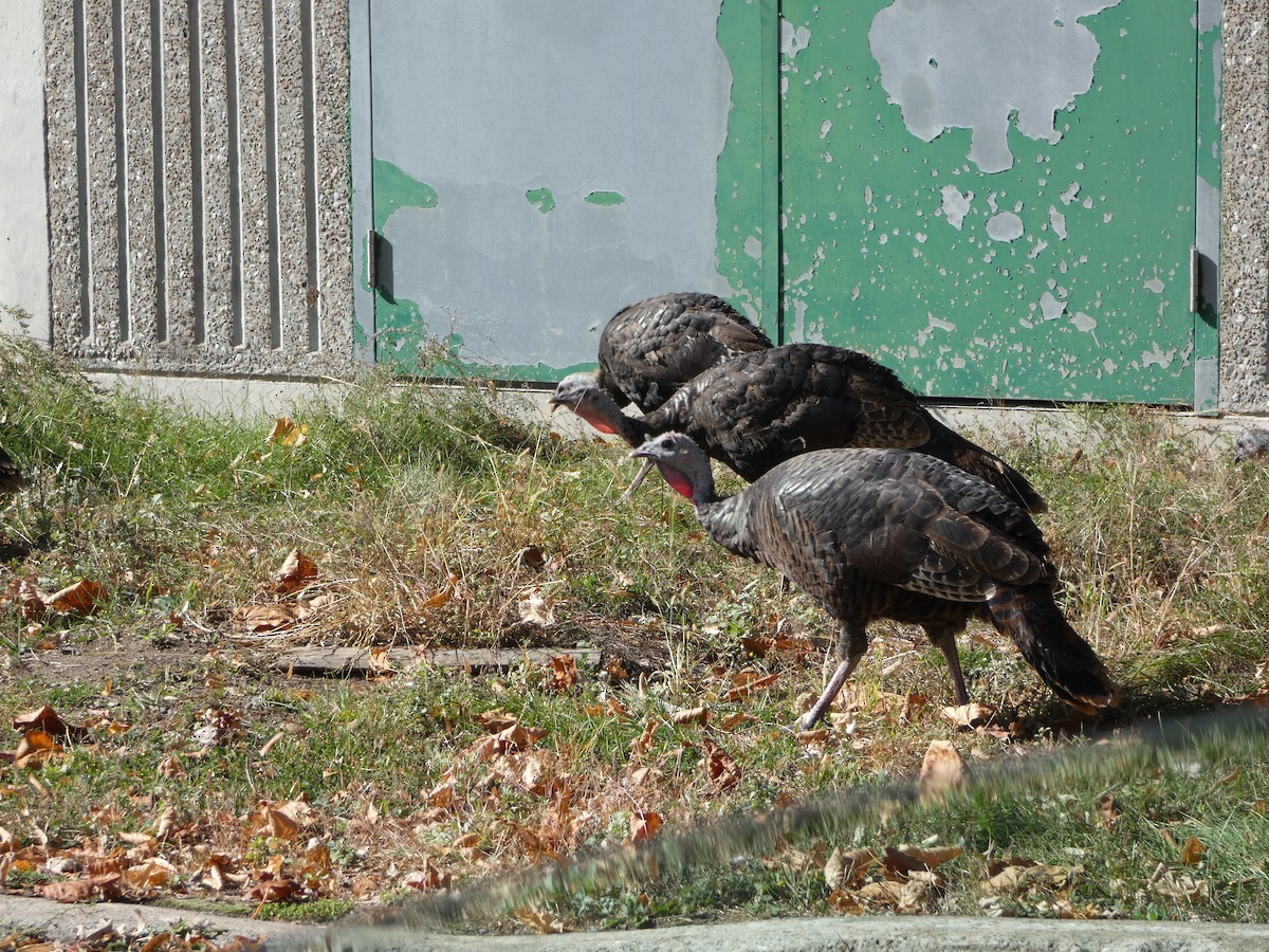Wild Turkey - ML643293914