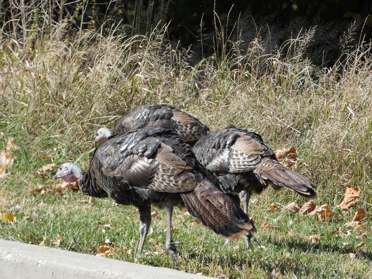 Wild Turkey - ML643293916