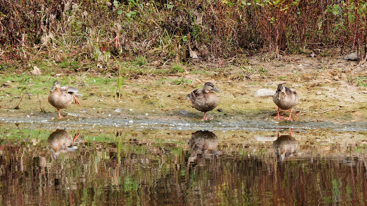 American Black Duck - ML643293939