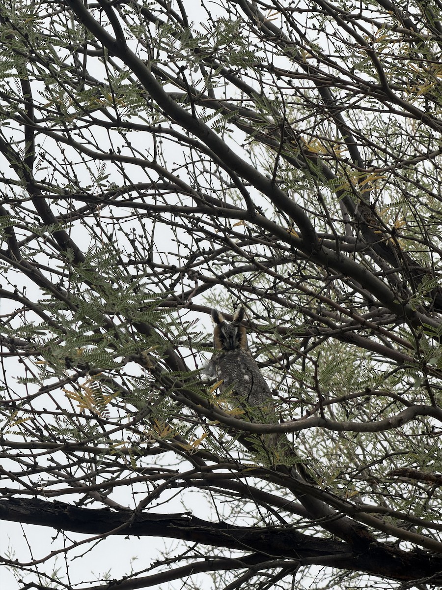 Long-eared Owl - ML643293999