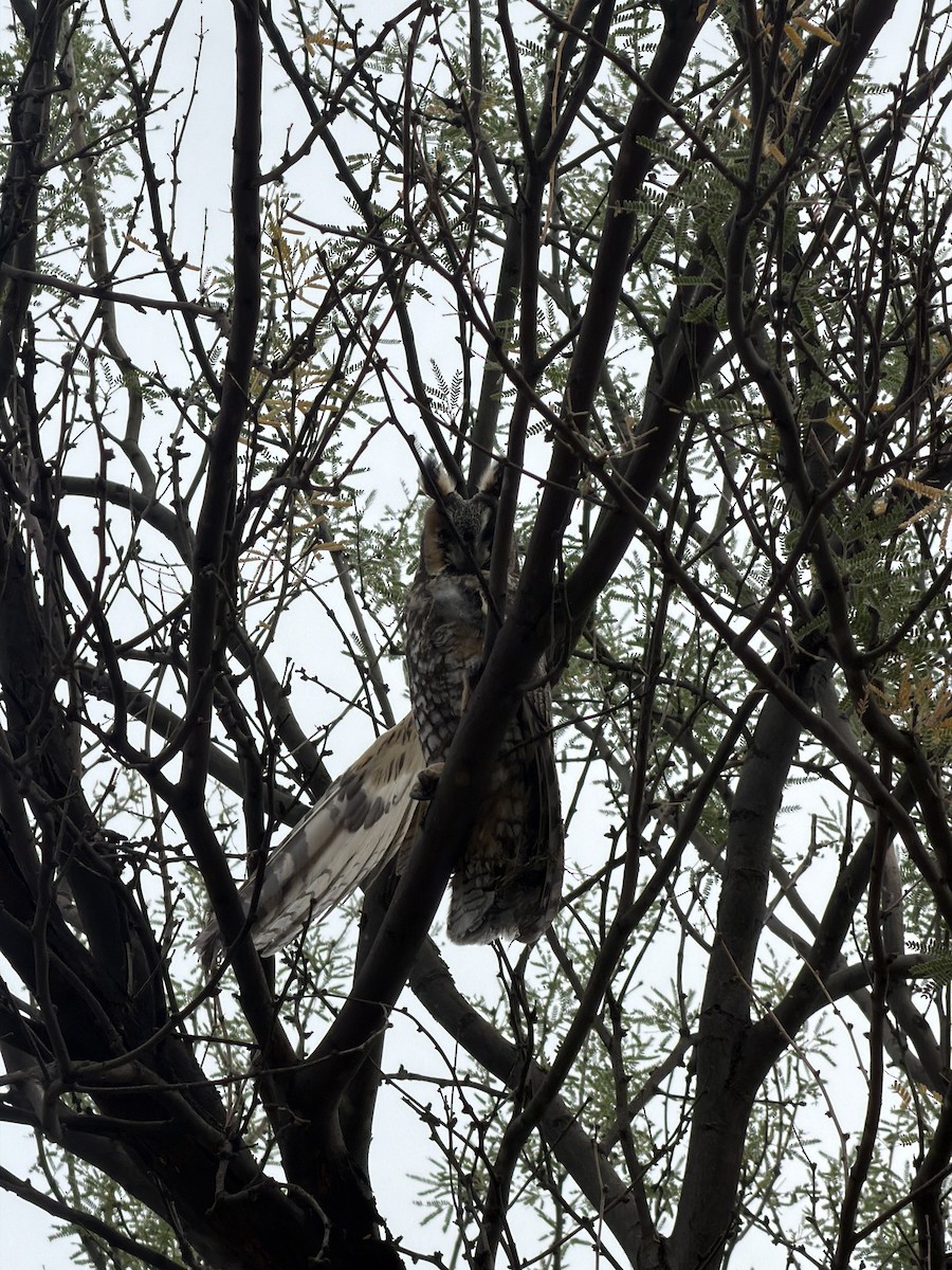 Long-eared Owl - ML643294000