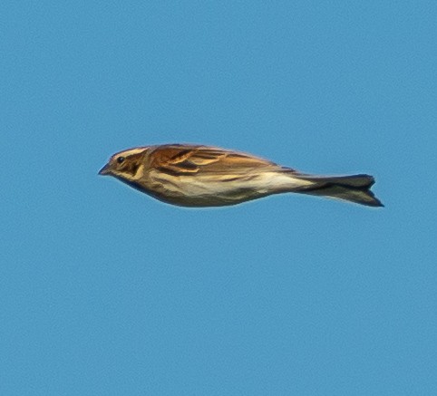 Reed Bunting - ML643294001