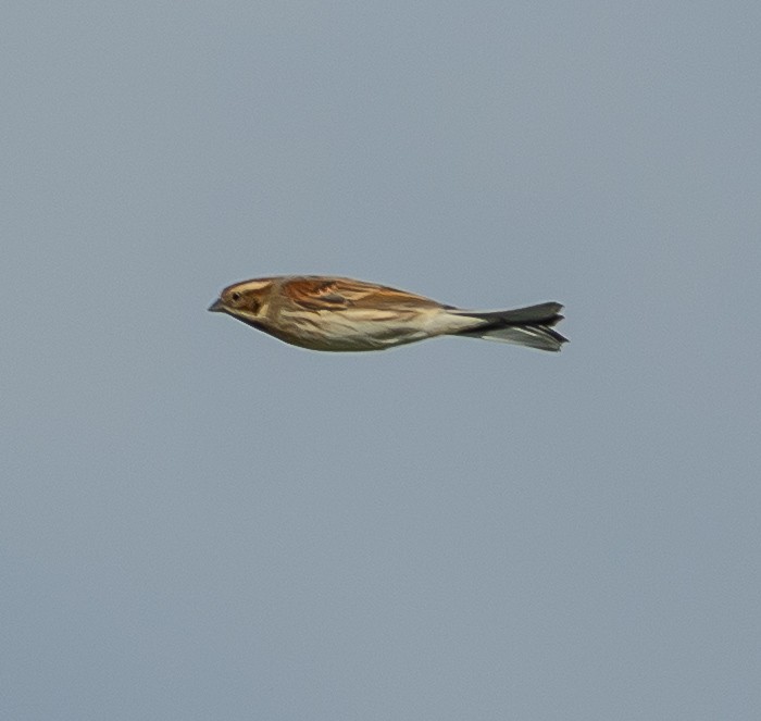 Reed Bunting - ML643294002