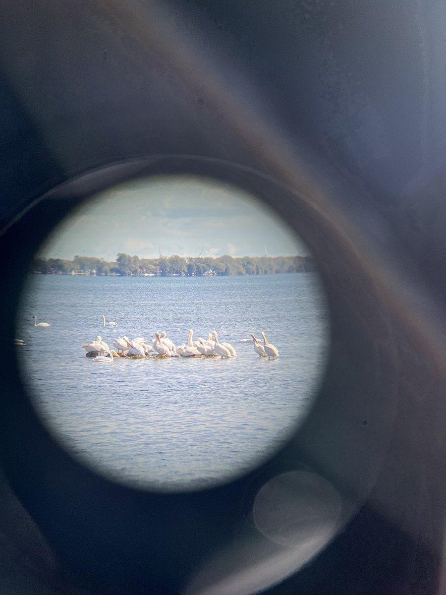 American White Pelican - ML643294007