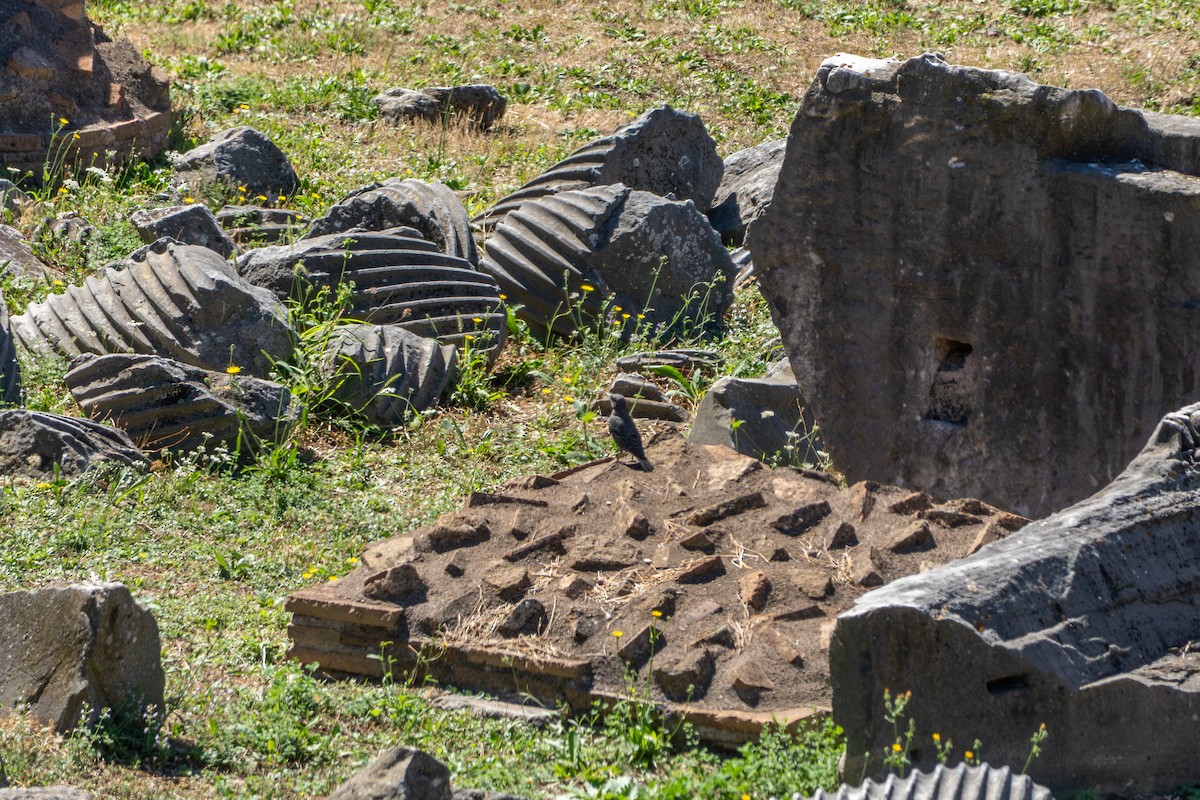 藍磯鶇 - ML643294009