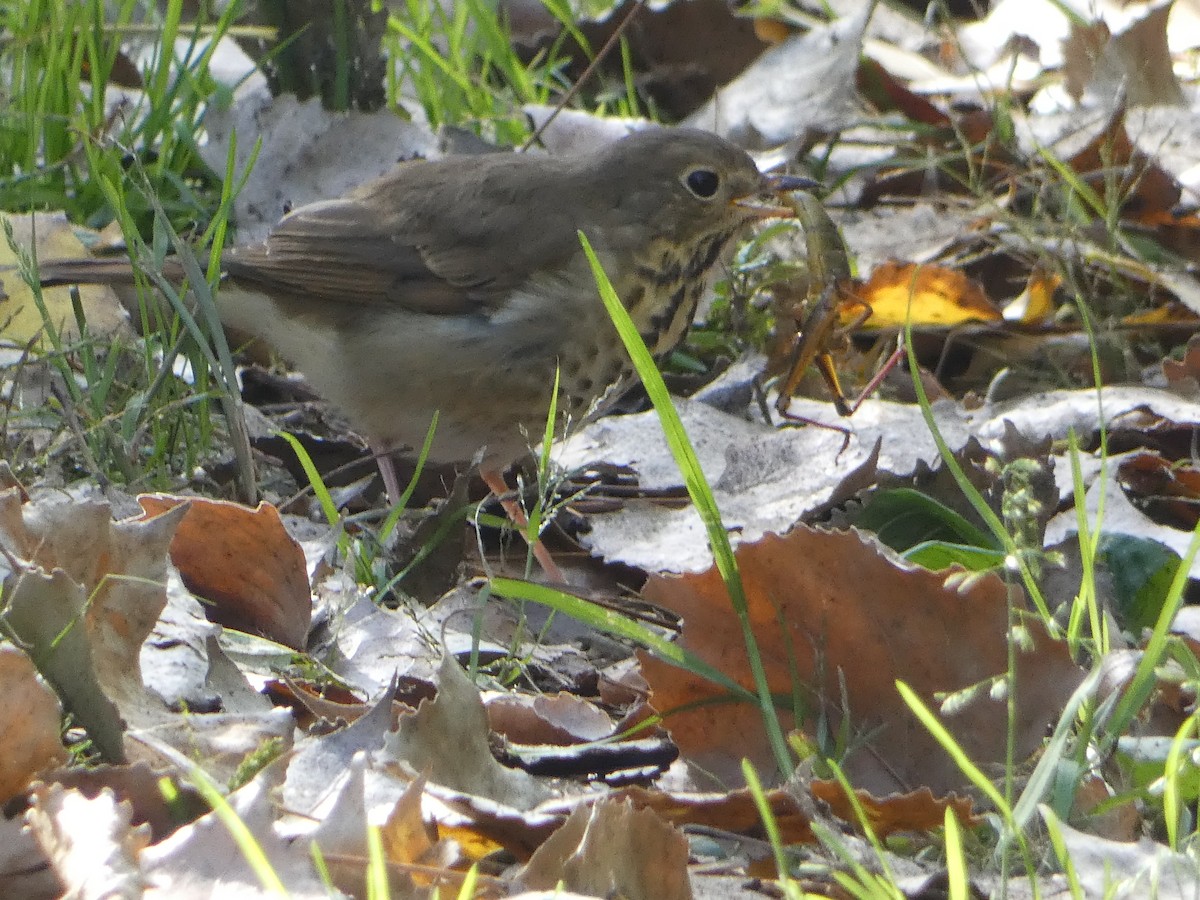 Hermit Thrush - ML643294021