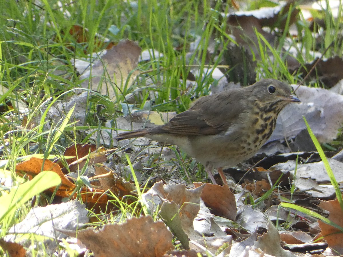 Hermit Thrush - ML643294022