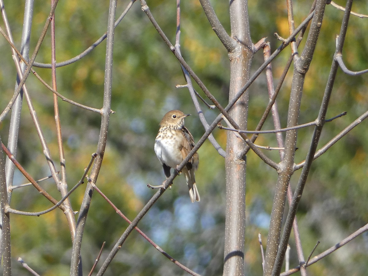 Hermit Thrush - ML643294023
