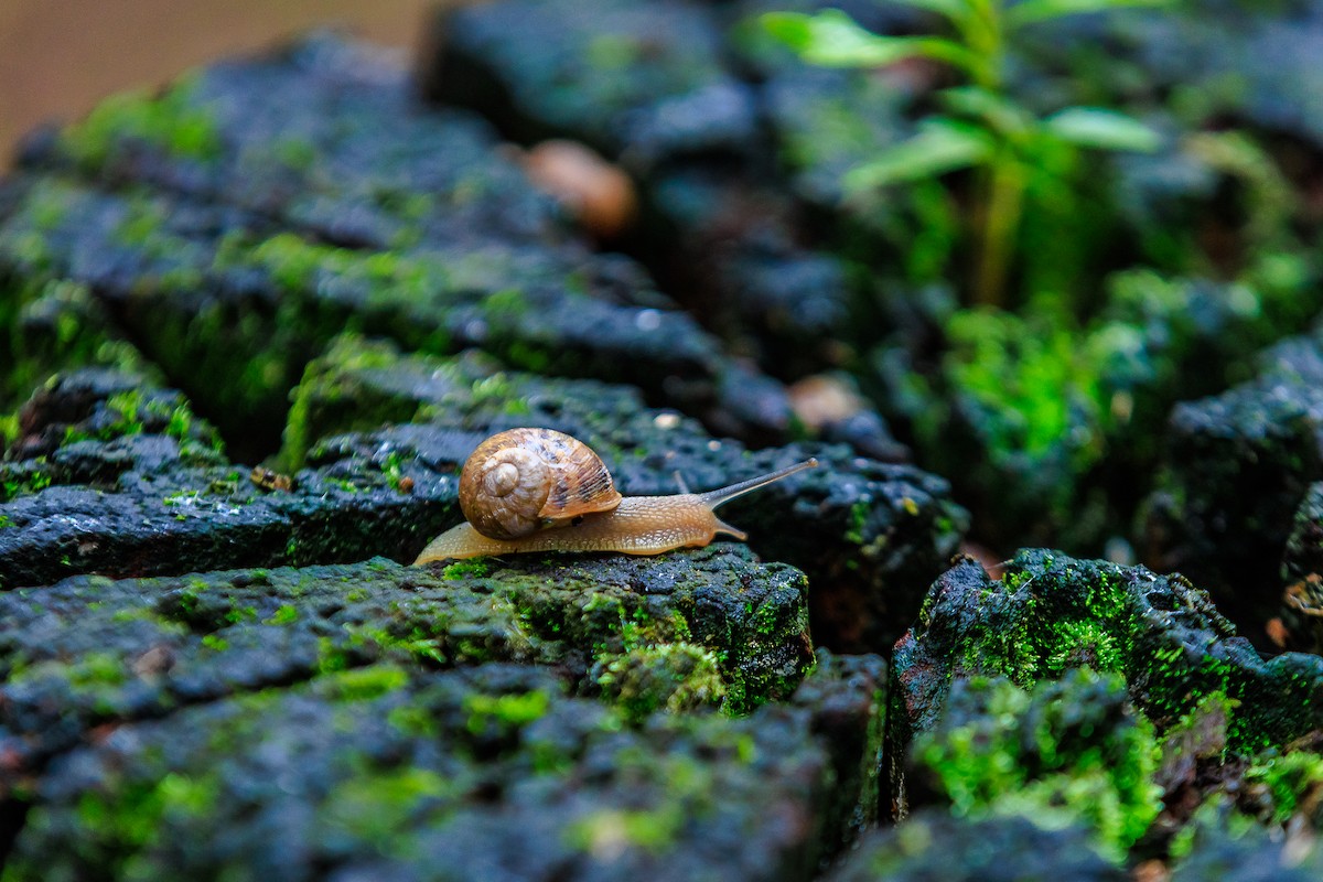 Animals - ML643294024