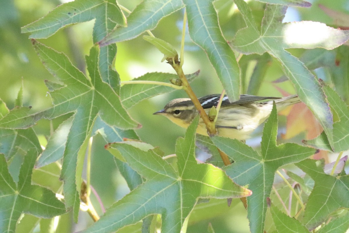 Blackburnian Warbler - ML643294044
