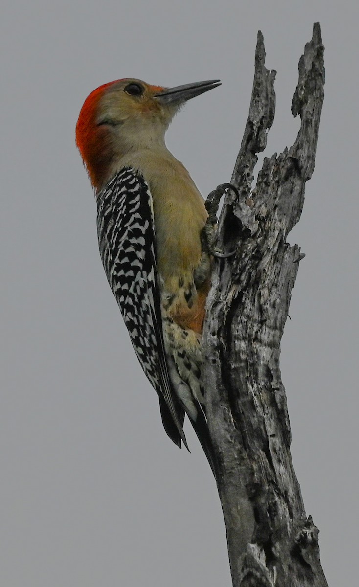 Red-bellied Woodpecker - ML643294057
