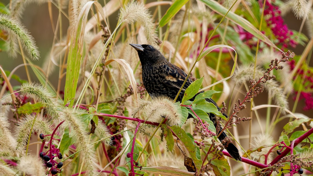 Red-winged Blackbird - ML643294087