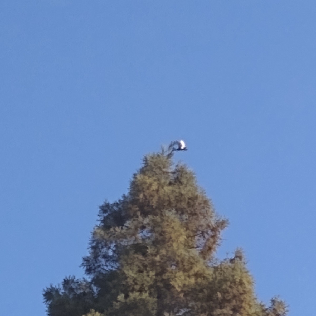 White-tailed Kite - ML643294114