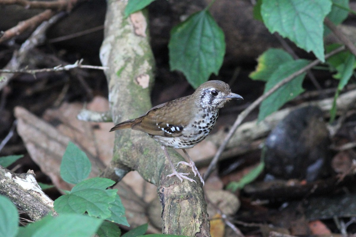 Spot-winged Thrush - ML643294117