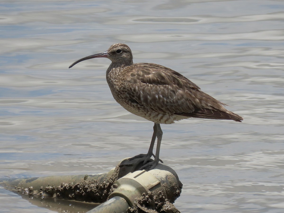 Whimbrel (White-rumped) - ML643294118
