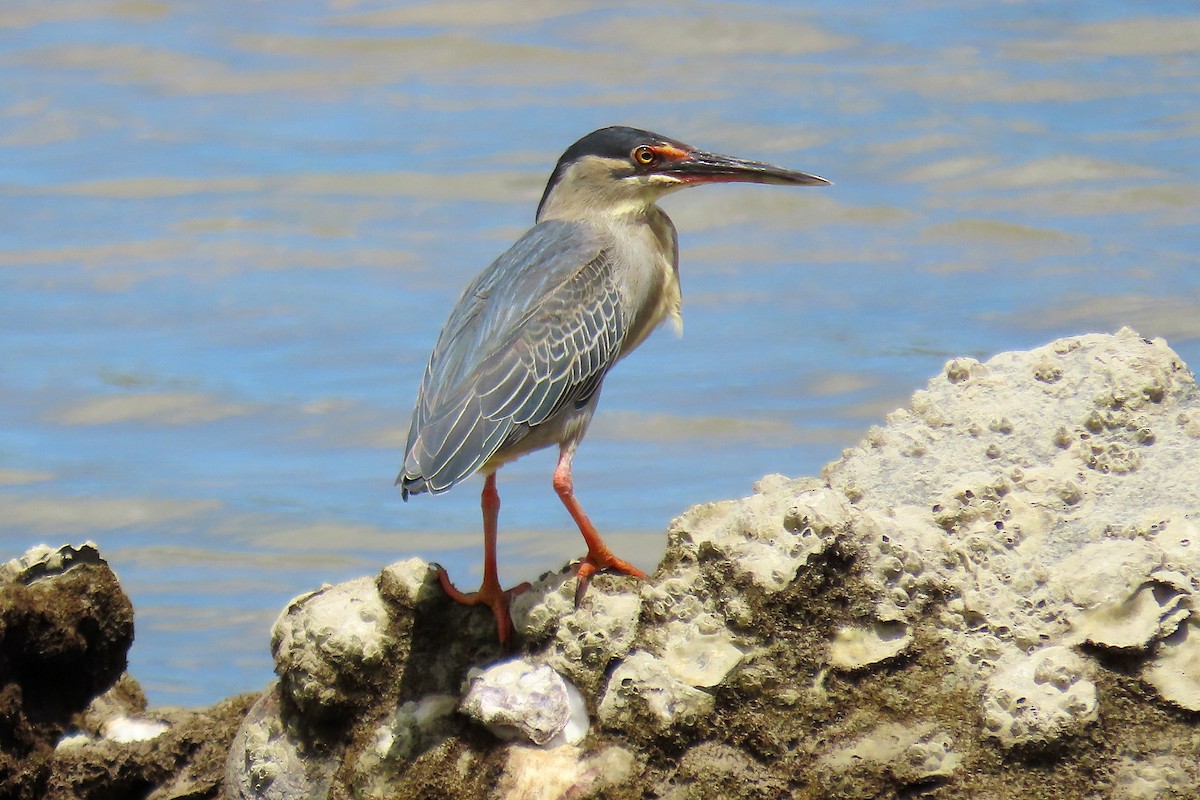 Striated Heron (Old World) - ML643294131