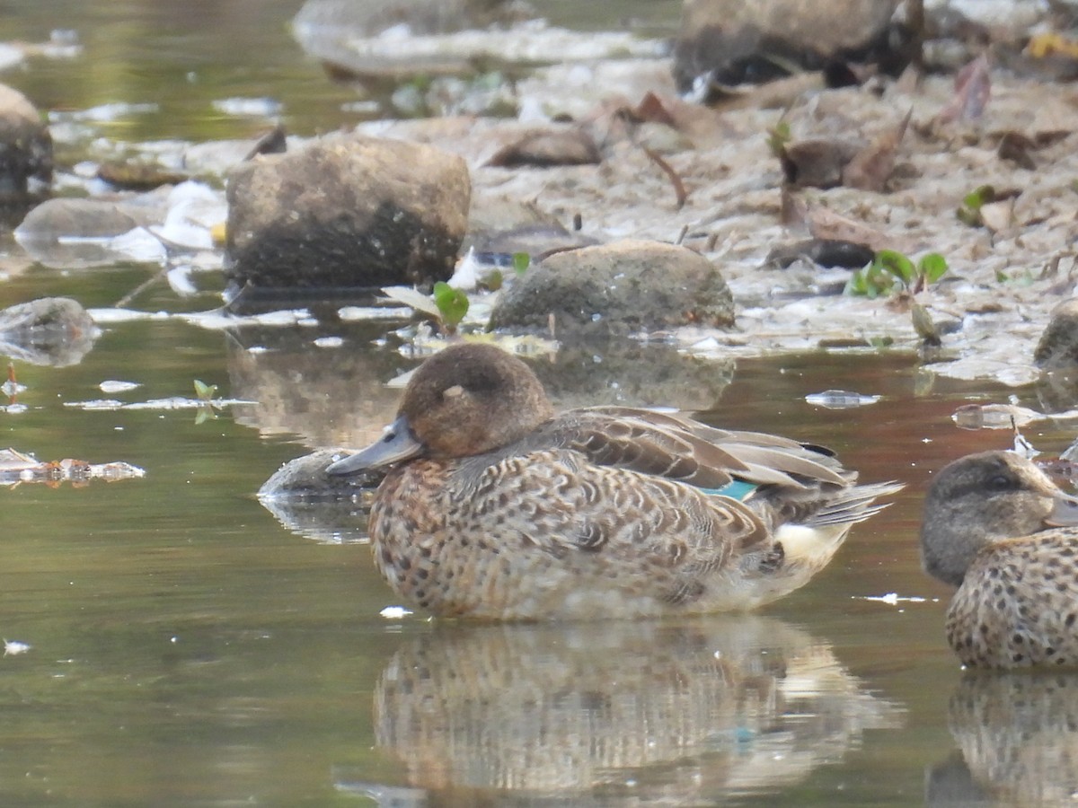 Green-winged Teal - ML643294134