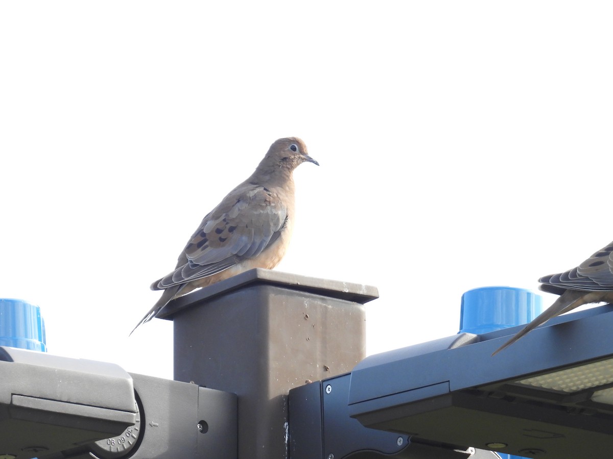 Mourning Dove - ML643294141