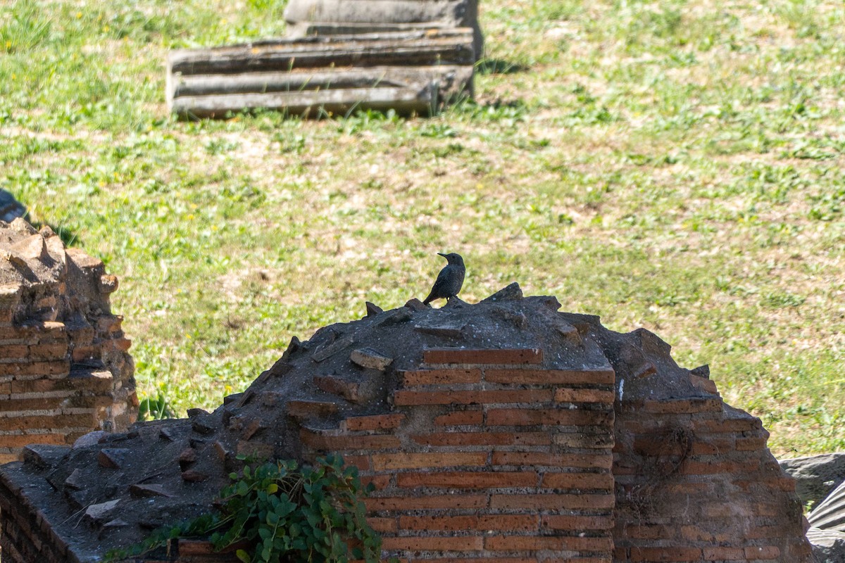 藍磯鶇 - ML643294154