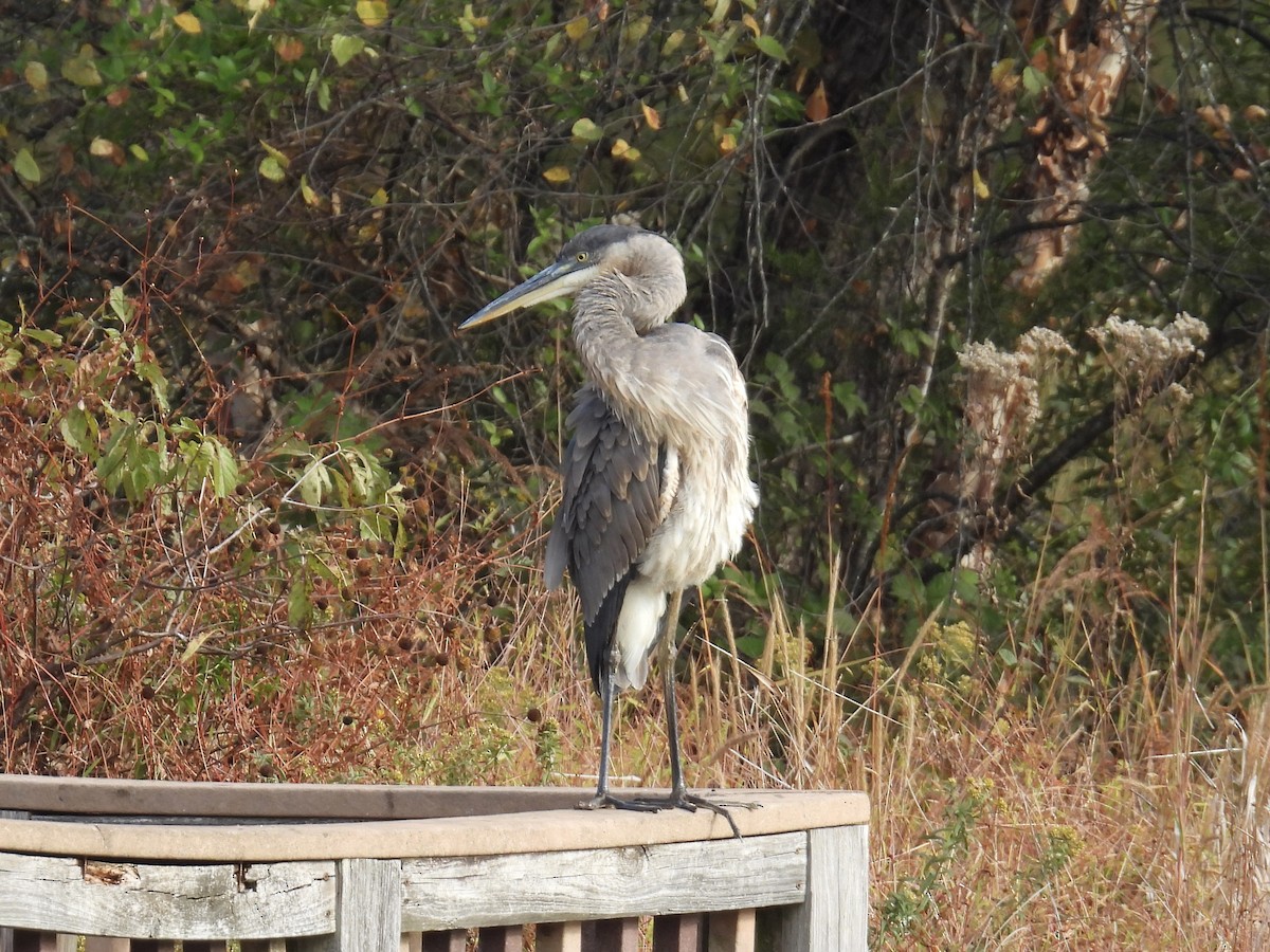 Great Blue Heron - ML643294156