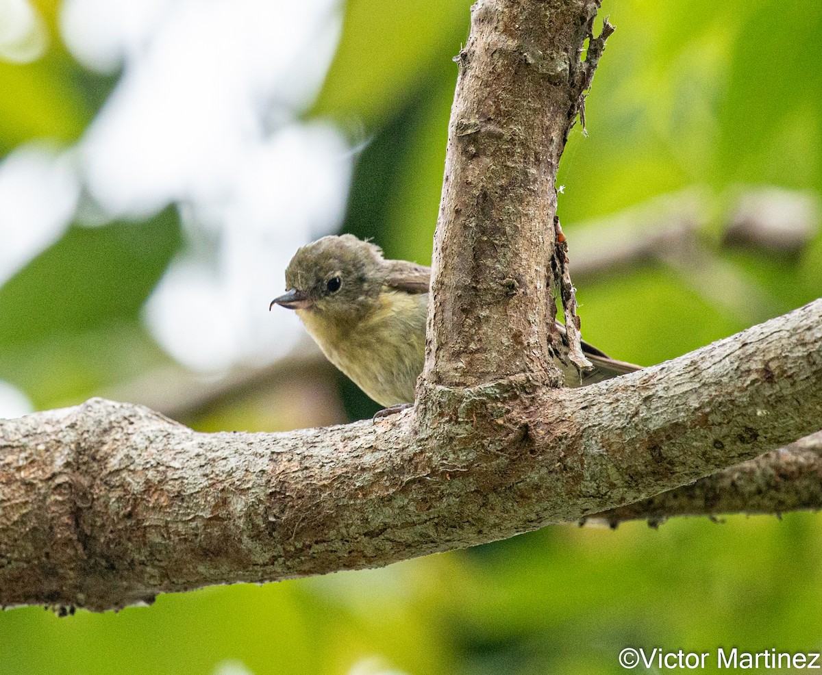 Rusty Flowerpiercer - ML643294160