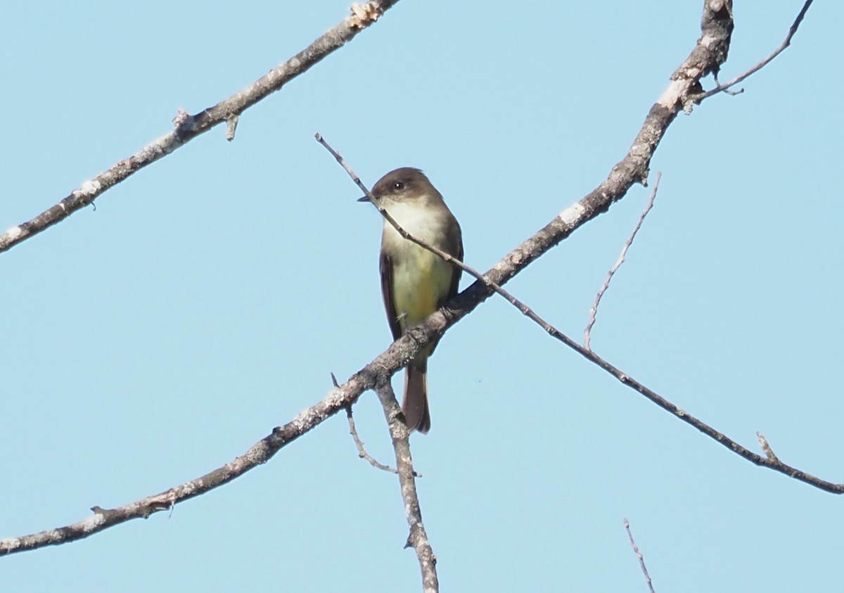 Eastern Phoebe - ML643294169